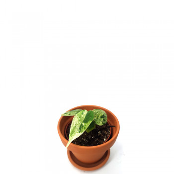 Alocasia dragon scale mint variegata 10 cm RARITÄT