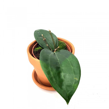Hoya latifolia 12 cm