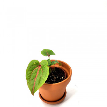 Cyrtosperma johnstonii Babypflanze 15 cm RARITÄT