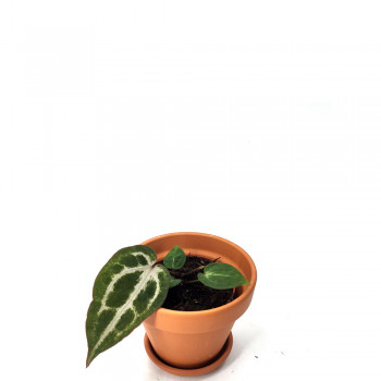 Anthurium red crystallinum Babypflanze 12 cm RARITÄT