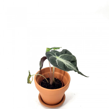 Alocasia venom Jungpflanze 15 cm RARITÄT
