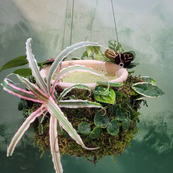Workshop - lebende Wasserschale / living Plant Pot <br> Sa. 27. Februar 2027