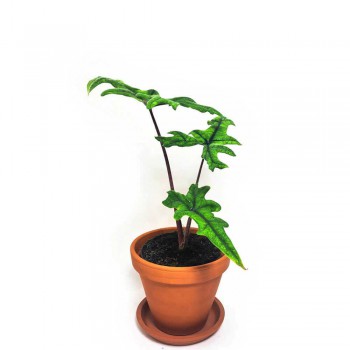 Alocasia Jacklyn Alocasia tandurosa 30 cm