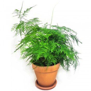 Asparagus setaceus 40 cm