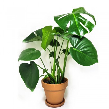 Monstera deliciosa Tauerii