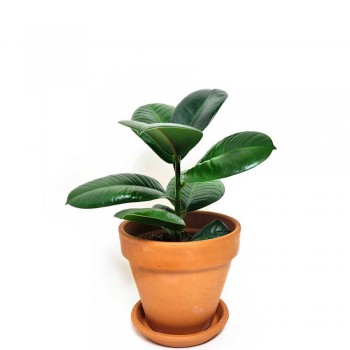 Ficus elastica 20 cm