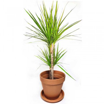 Dracaena marginata Sunray