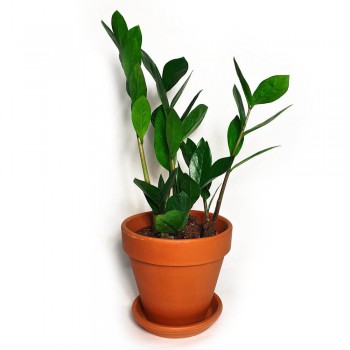 Zamioculcas zamiifolia / Glücksfeder 40 cm