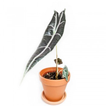 Alocasia longiloba purple 40 cm RARITÄT