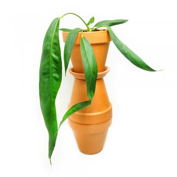 Anthurium wendlingeri 40 cm RARITÄT