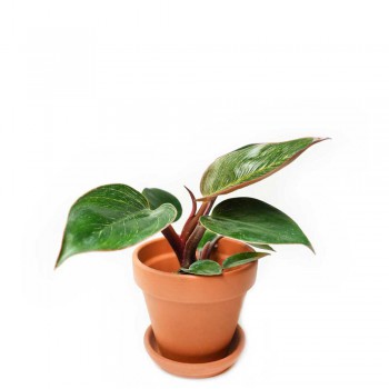 Philodendron Pink Birkin Babypflanze