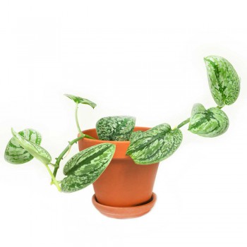 Scindapsus tricolor silver 15 cm RARITÄT