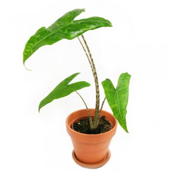 Alocasia zebrina Reticulata Babypflanze 30 cm RARITÄT