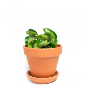 Hoya carnosa compacta Babypflanze 12 cm