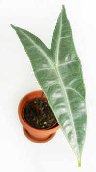 Alocasia longiloba silver 25 cm RARITÄT