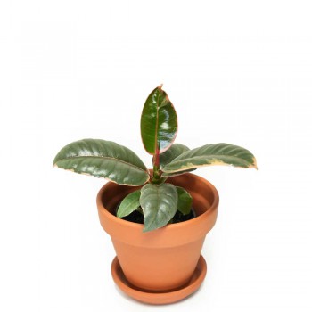Ficus elastica belize Babypflanze 15 cm