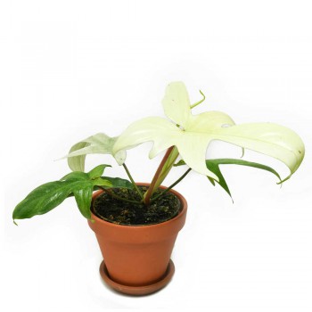 Philodendron Florida Ghost 30 cm RARITÄT
