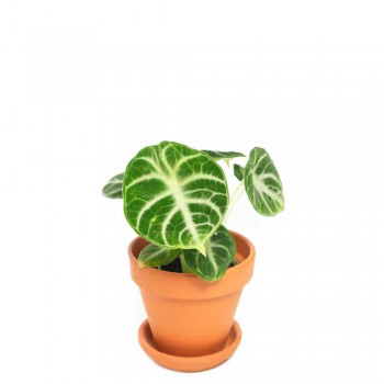 Alocasia reginula Ninja Babypflanze 15 cm