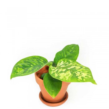 Homalomena wallisii Camouflage Babypflanze 15 cm