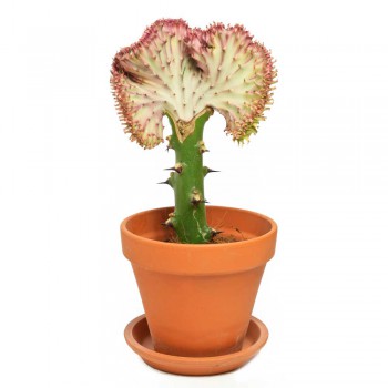 Euphorbia lactea cristata weiß - rosa 25 cm
