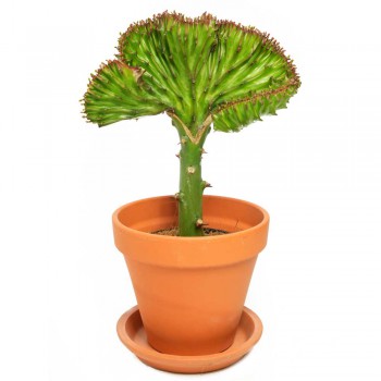 Euphorbia lactea Cristata grün 30 cm