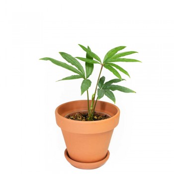Anthurium polyschistum - falscher Hanf 20 cm