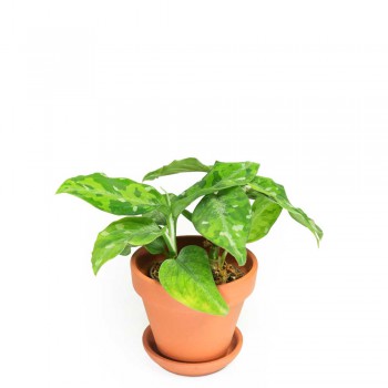 Aglaonema pictum tricolor Babypflanze 15 cm RARITÄT