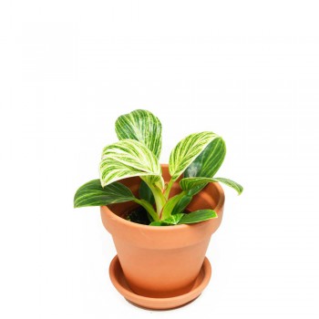 Philodendron Birkin Babypflanze 10 cm