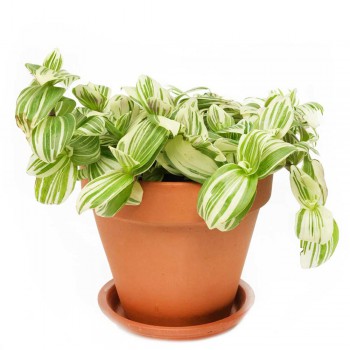 Tradescantia Brightness 20 cm