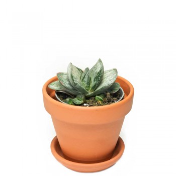Gasteria Sakura Fuji 10 cm