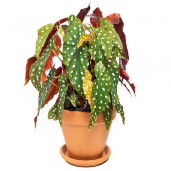 Begonia maculata / Forellenbegonie Wightii 45 cm