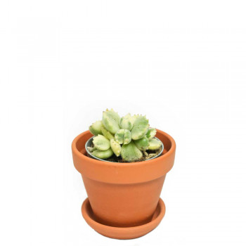 Cotyledon ladismithiensis variegata 9 cm