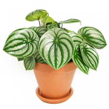 Peperomia argyreia Watermelon 35 cm