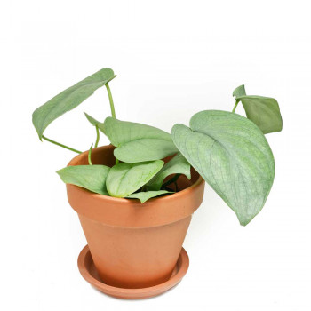 Scindapsus Silver Hero 20 cm RARITÄT