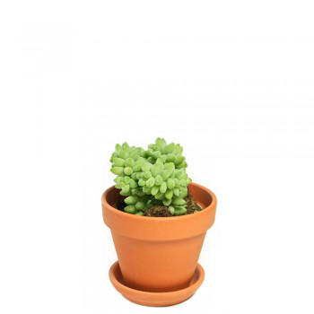 Sedum burrito Babypflanze 10 cm