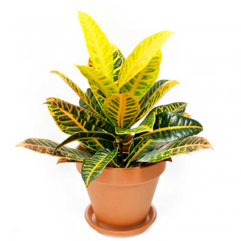 Codiaeum variegatum Petra Croton / Wunderstrauch 50 cm