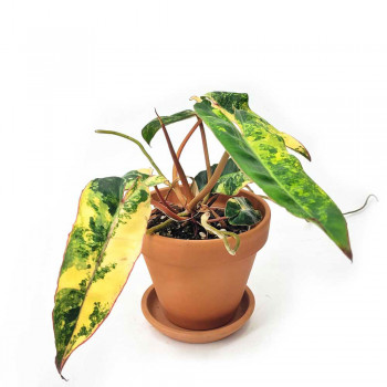 Philodendron billietiae variegata 15 cm RARITÄT