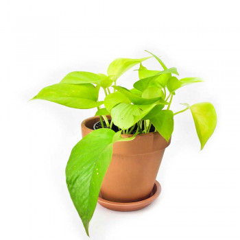 Epipremnum aureum Golden Pothos Neon 30 cm