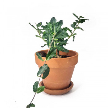 Fockea edulis / Caudexpflanze 20 cm