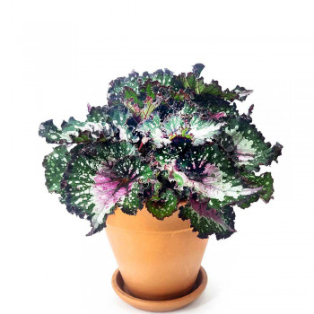 Begonia Alaska creek 25 cm