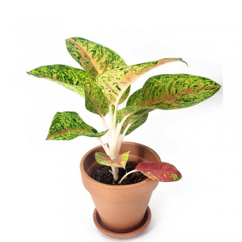 Aglaonema Grand Poppy NEUHEIT 35 cm Aglaonema Grand Poppy NEUHEIT 35 cm