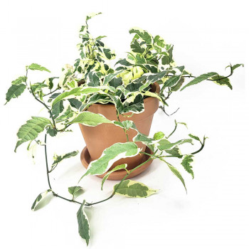 Ficus sagittata variegata 25 cm