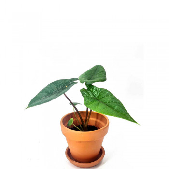 Alocasia scalprum Babypflanze 15 cm
