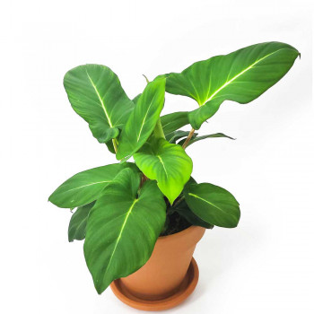 Adelomena crinipes 30 cm NEUHEIT