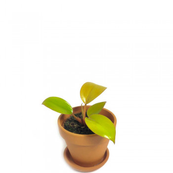 Philodendron Mars Babypflanze 10 cm NEUHEIT