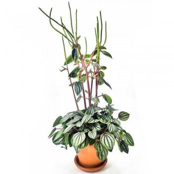 Peperomia albovittata Piccolo Banda