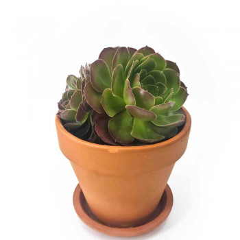 Aeonium arboreum var. atropurpureum Purple Rose 25 cm