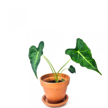 Alocasia Frydek Tattoo Babypflanze RARITÄT