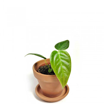 Anthurium veitchii Babypflanze 15 cm RARITÄT