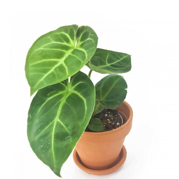Anthurium cryst. silver blush x besseae aff Jungpflanze 25 cm RARITÄT